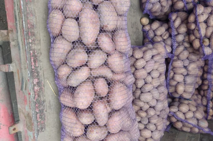 Картопля сорт Біла Роса на продаж- фото № 1