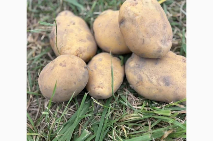 Куплю товарну картоплю та овочі з ПДВ- фото № 1