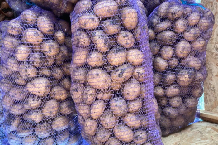 Куплю картоплю сорт Арізона- фото № 2