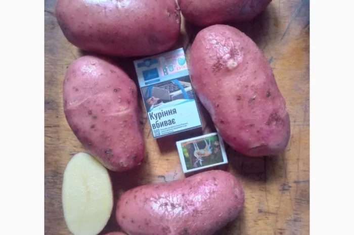 Продаж картоплі сорту Ред Леді оптом- фото № 1