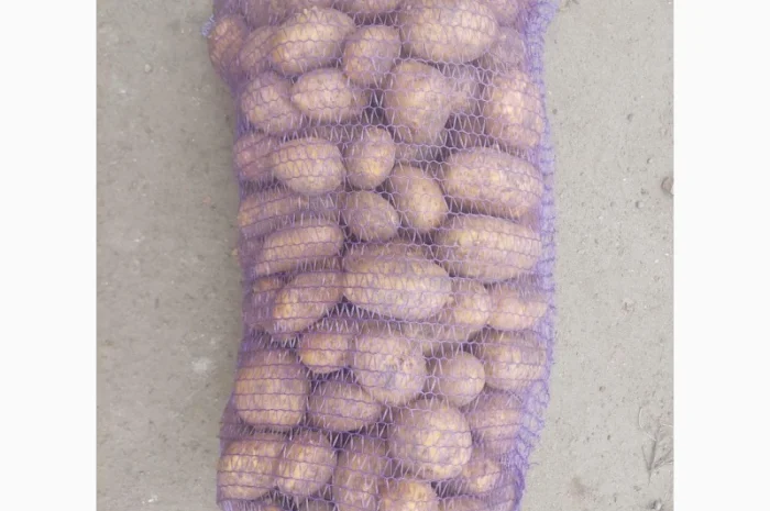 Продаж картоплі сорту Мелоді оптом- фото № 1