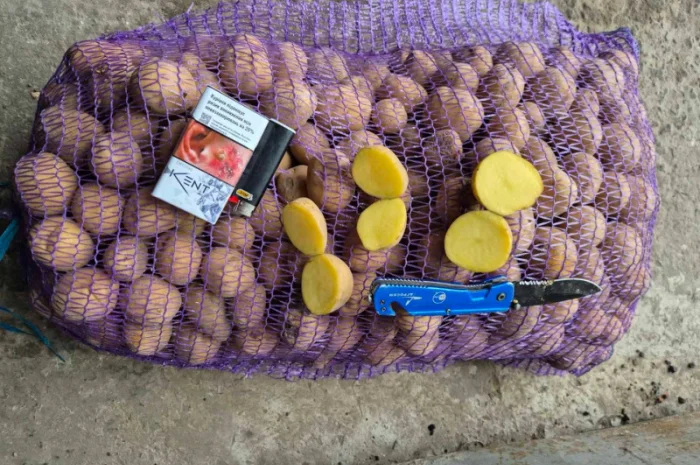 Покупка насіннєвої картоплі Рів’єра оптом- фото № 1