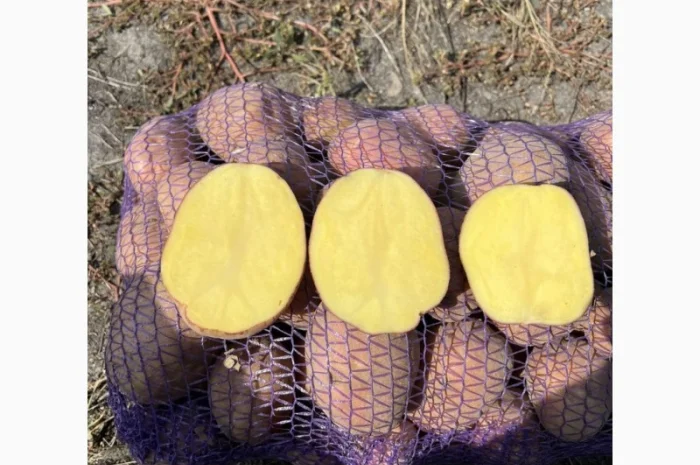 Продажа картофеля сорта Беллароза в больших объемах- фото № 1