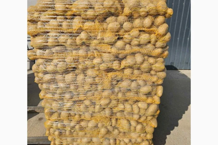 Продаж картоплі різних сортів- фото № 1