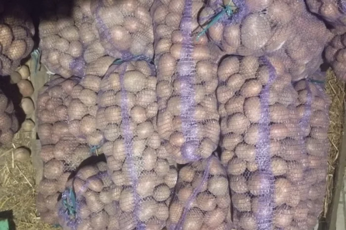 Куплю картоплю від 20 тонн- фото № 2