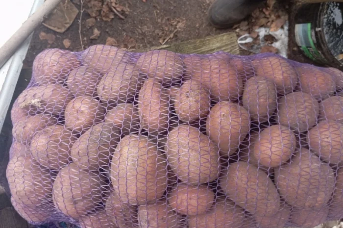 Куплю картоплю від 20 тонн- фото № 4