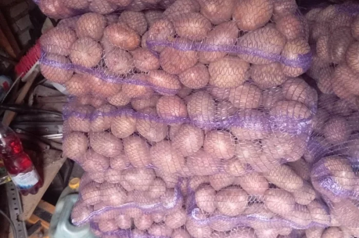 Куплю картоплю від 20 тонн- фото № 5