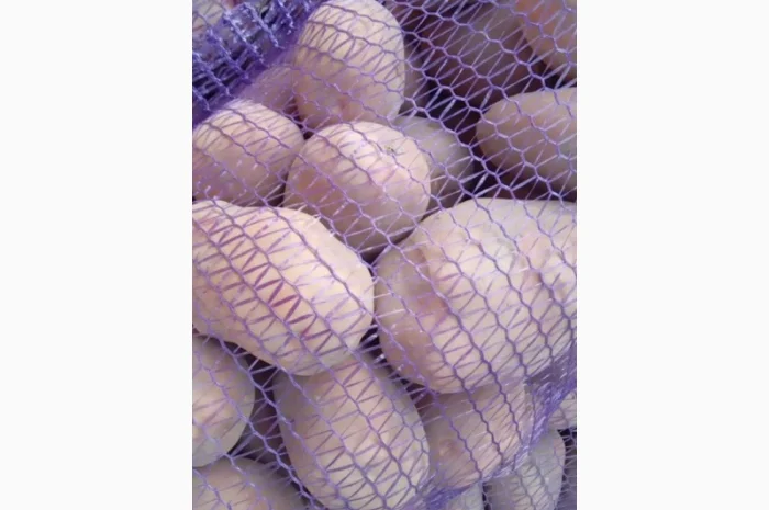 Картопля сорт Бела роса на продаж- фото № 1