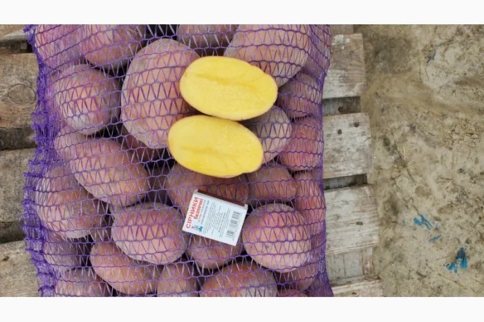 Картопля сорт Бела роса на продаж- фото № 2