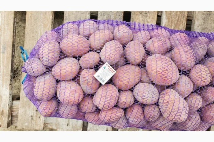 Картопля сорт Бела роса на продаж- фото № 3