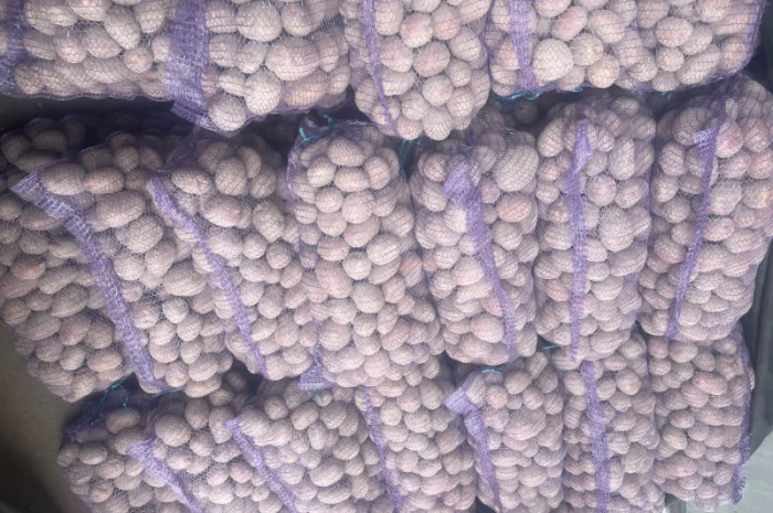 Картопля сорт Бела роса на продаж- фото № 4