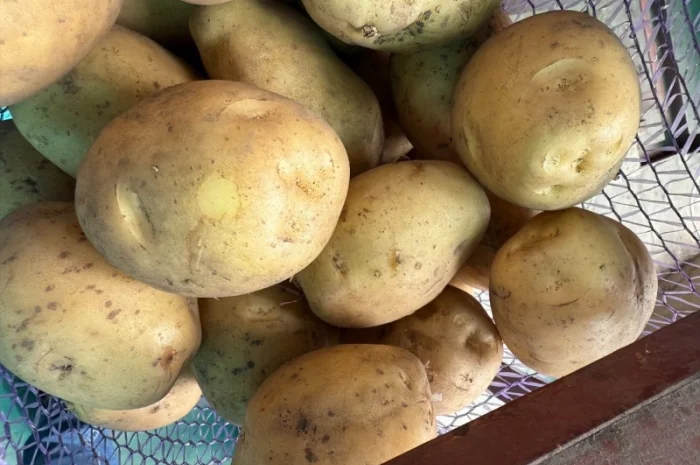 Продаж картоплі сорту Рів'єра оптом- фото № 1