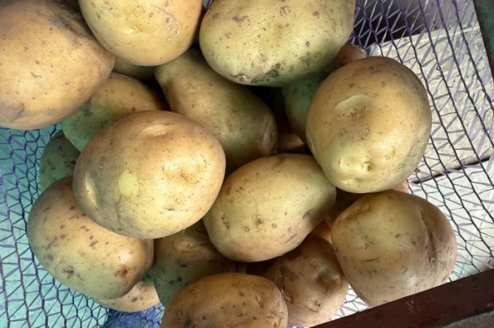 Продаж картоплі сорту Рів'єра оптом- фото № 2