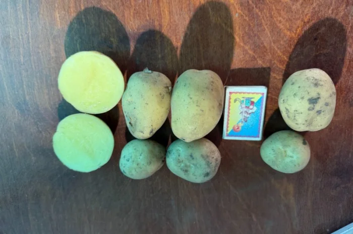 Продаж картоплі сорту Рів'єра оптом- фото № 3