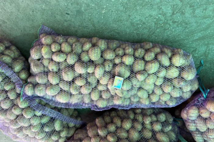 Продаж картоплі сорту Рів'єра оптом- фото № 4