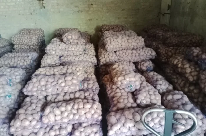 Продаю велику і насіннєву картоплю- фото № 1