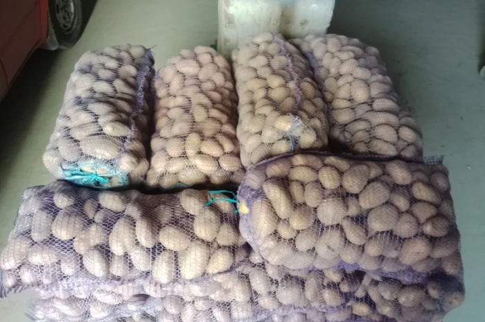 Продаю велику і насіннєву картоплю- фото № 2