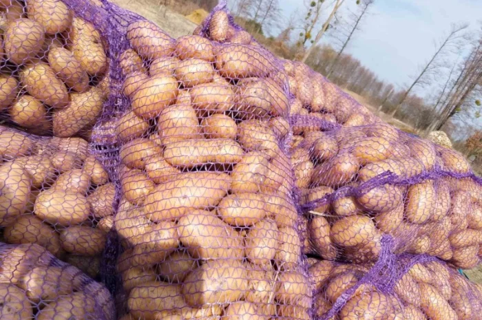 Продаю велику і насіннєву картоплю- фото № 3