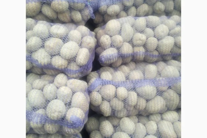 Куплю картоплю сорту Княгиня- фото № 1