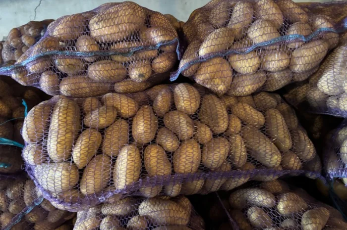 Продаж картоплі сорту Гренада оптом- фото № 1