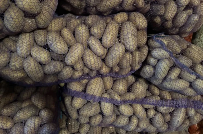 Продаж картоплі сорту Гренада оптом- фото № 2