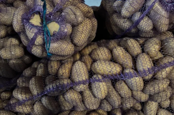 Продаж картоплі сорту Гренада оптом- фото № 3