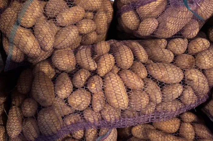 Продаж картоплі сорту Гренада оптом- фото № 4