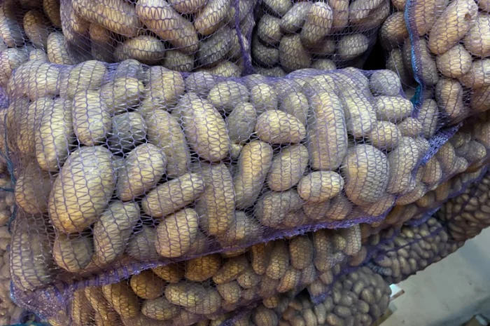 Продаж картоплі сорту Гренада оптом- фото № 5