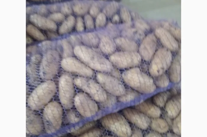 Продаж картоплі різних сортів високої якості- фото № 3