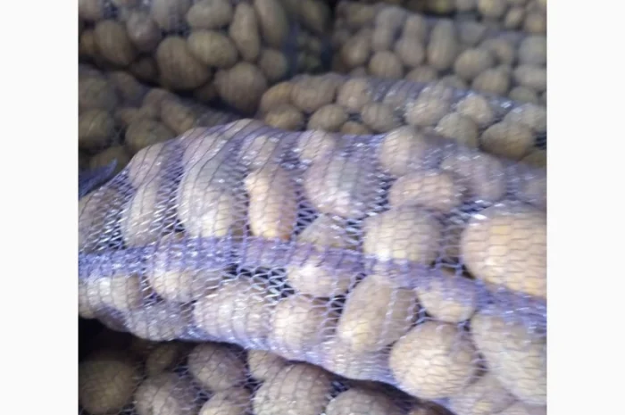 Продаж картоплі різних сортів високої якості- фото № 4