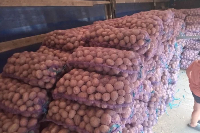 Продаж картоплі різних сортів високої якості- фото № 5