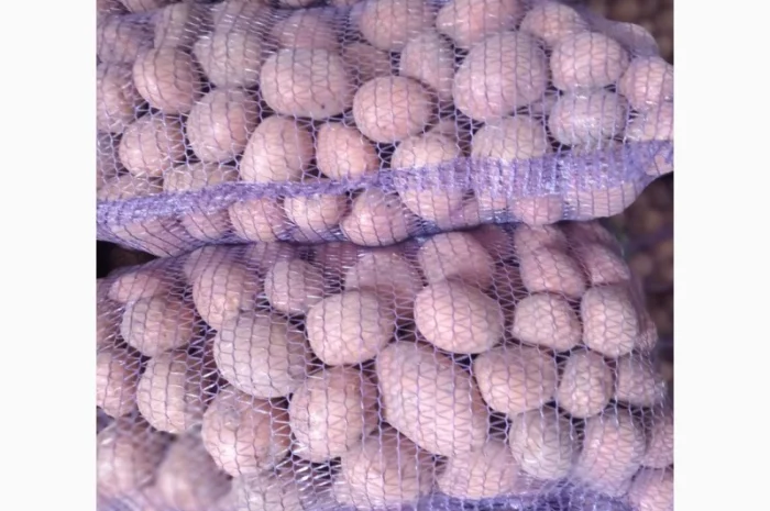 Продаж картоплі різних сортів високої якості- фото № 6