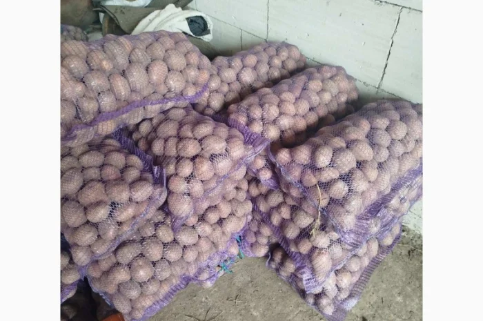 Продаж картоплі різних сортів високої якості- фото № 7