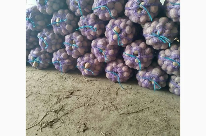 Продаж картоплі різних сортів високої якості- фото № 8