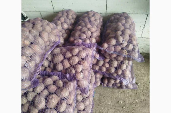 Продаж картоплі різних сортів високої якості- фото № 9