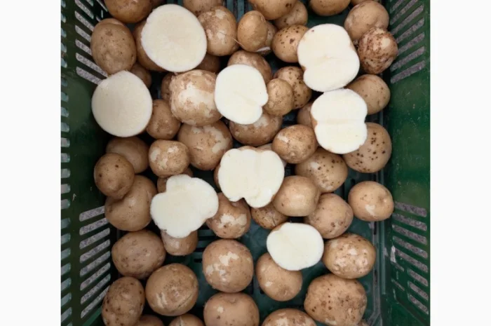 Куплю картоплю сорту Атлантік для чіпсів- фото № 1