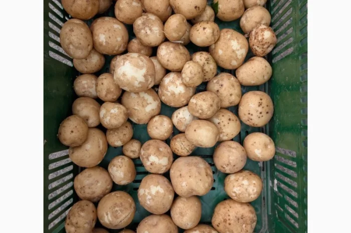 Куплю картоплю сорту Атлантік для чіпсів- фото № 2