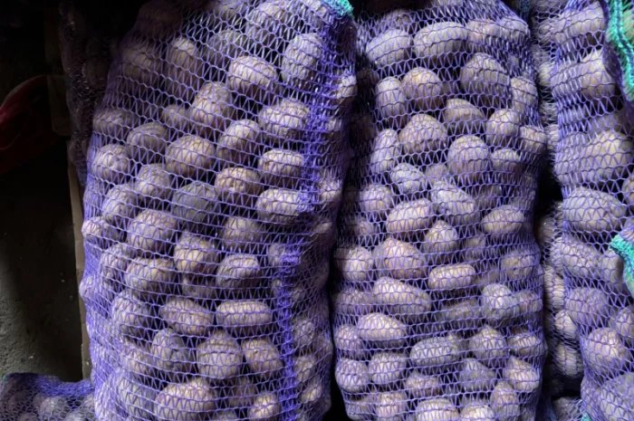 Куплю картошку разных объемов- фото № 1