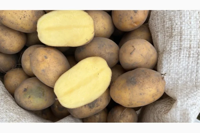 Продаю картоплю сорт Тайфун і Партнер- фото № 1