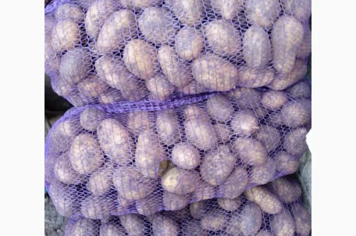 Продаю картоплю сорт Тайфун і Партнер- фото № 2