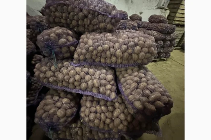 Семенной картофель оптом- фото № 1