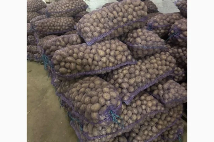 Семенной картофель оптом- фото № 2