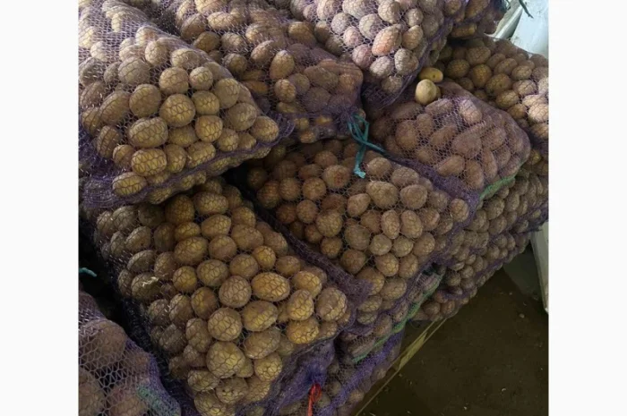 Семенной картофель оптом- фото № 3