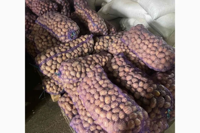 Семенной картофель оптом- фото № 4