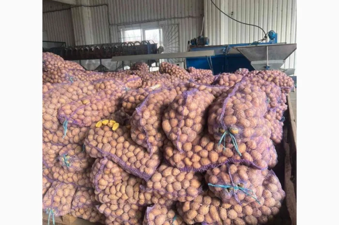Продажа семенного картофеля- фото № 2