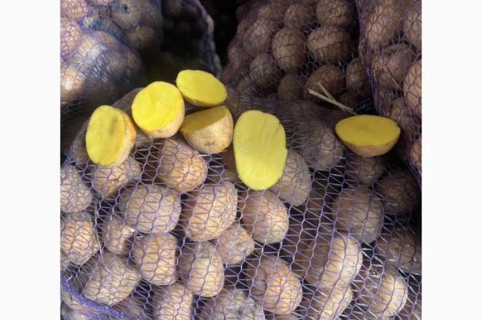 Продажа семенного картофеля- фото № 3