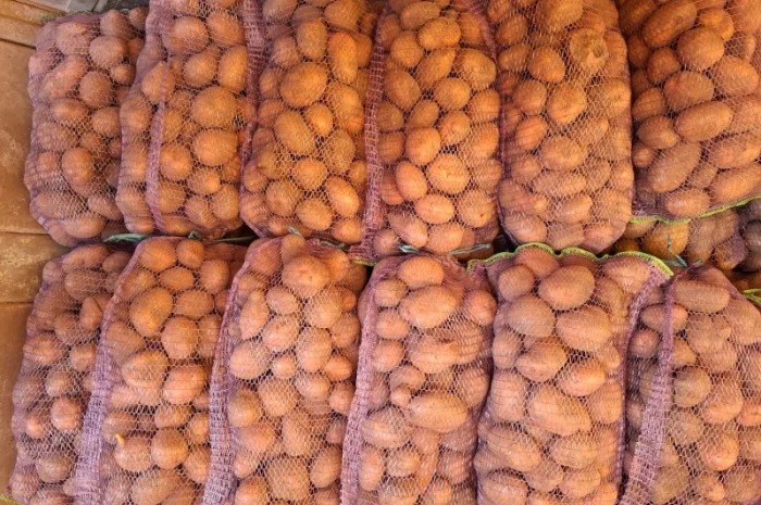 Картопля від населення оптом- фото № 2