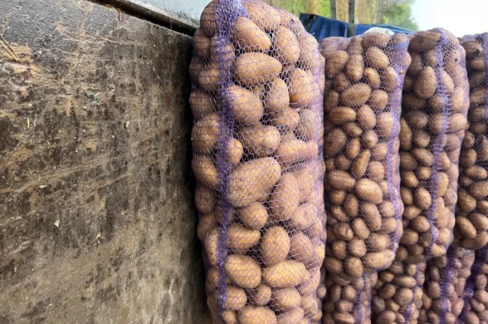 Продаж картоплі товарної- фото № 1