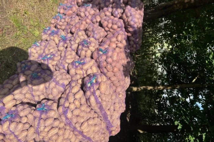 Продаж картоплі товарної- фото № 2