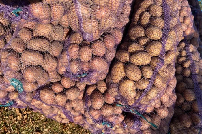 Продаж картоплі товарної- фото № 5